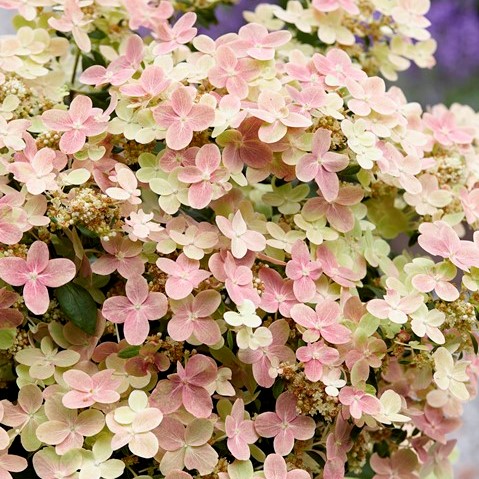 Гортензия метельчатая Полстар